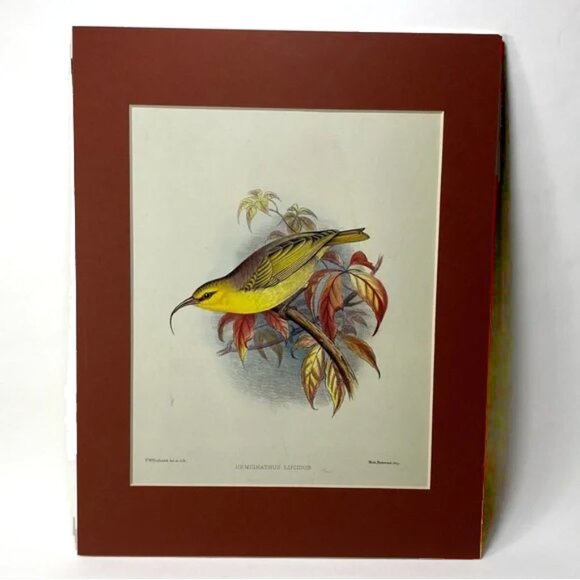 11" x 14" Hemignathus Lucidus Matted Color Print from Book Tropical Yellow Bird - Picture 1 of 14